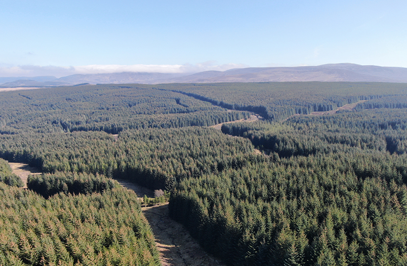 Forestry Sector Remains Strong in First Half of 2020