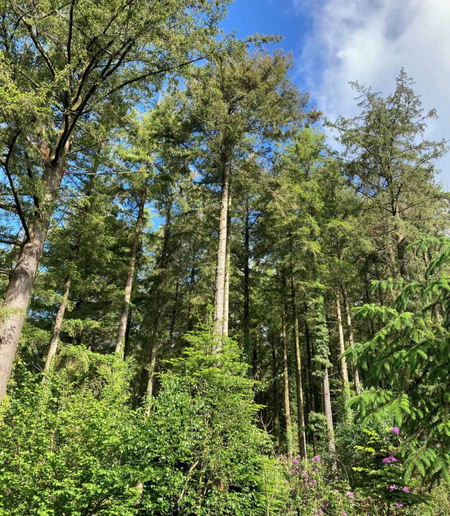 Lewarne Great Wood