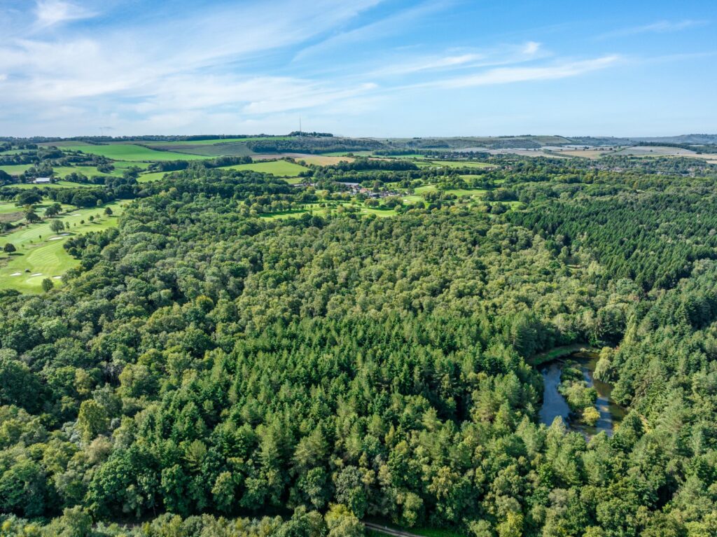 Sandford Woods