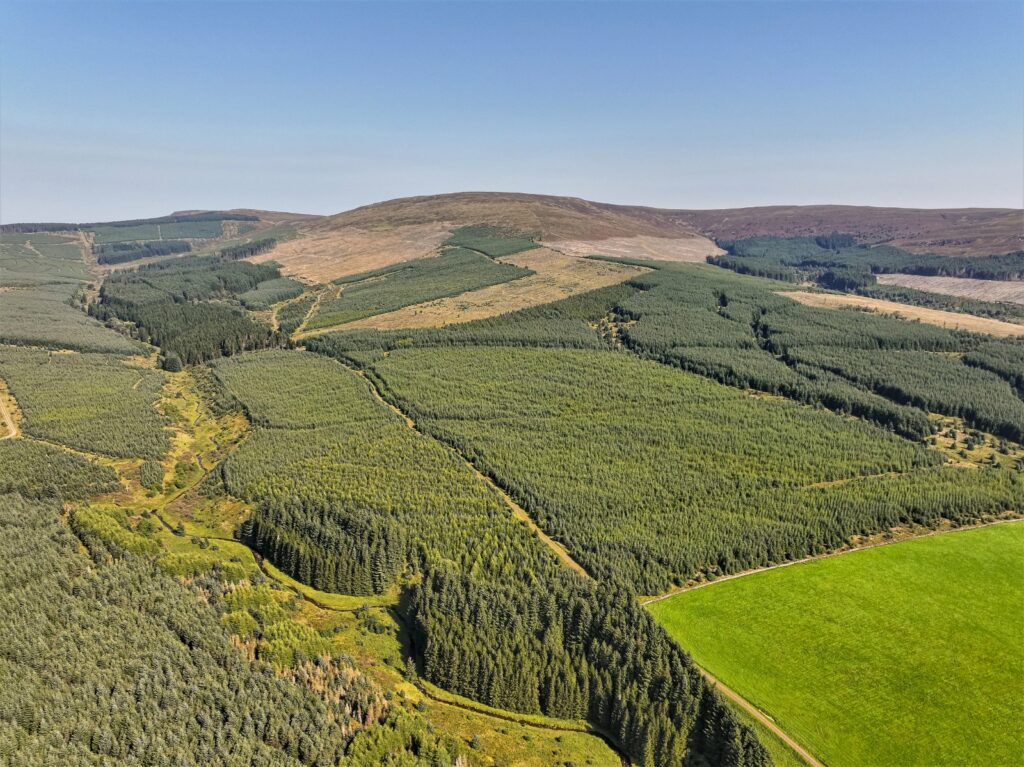Peel Forest