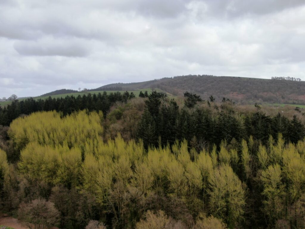 Rylands Wood