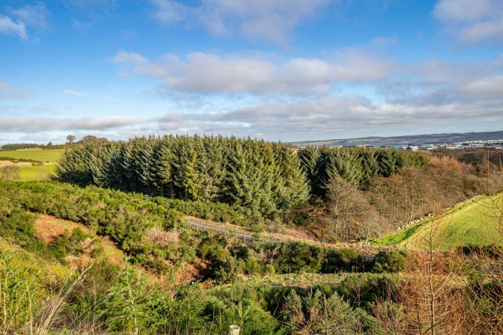 Lot 1 – Howemoss Wood
